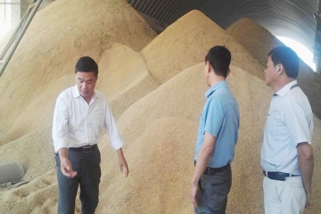 市粮食局领导来青草香米业集团检查指导秋粮收购工作