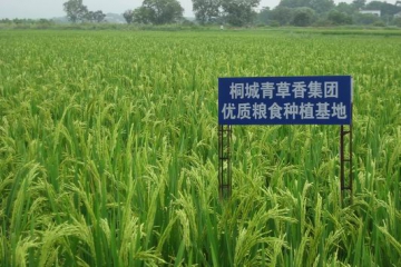 青草香米业集团种植示范基地水稻长势喜人